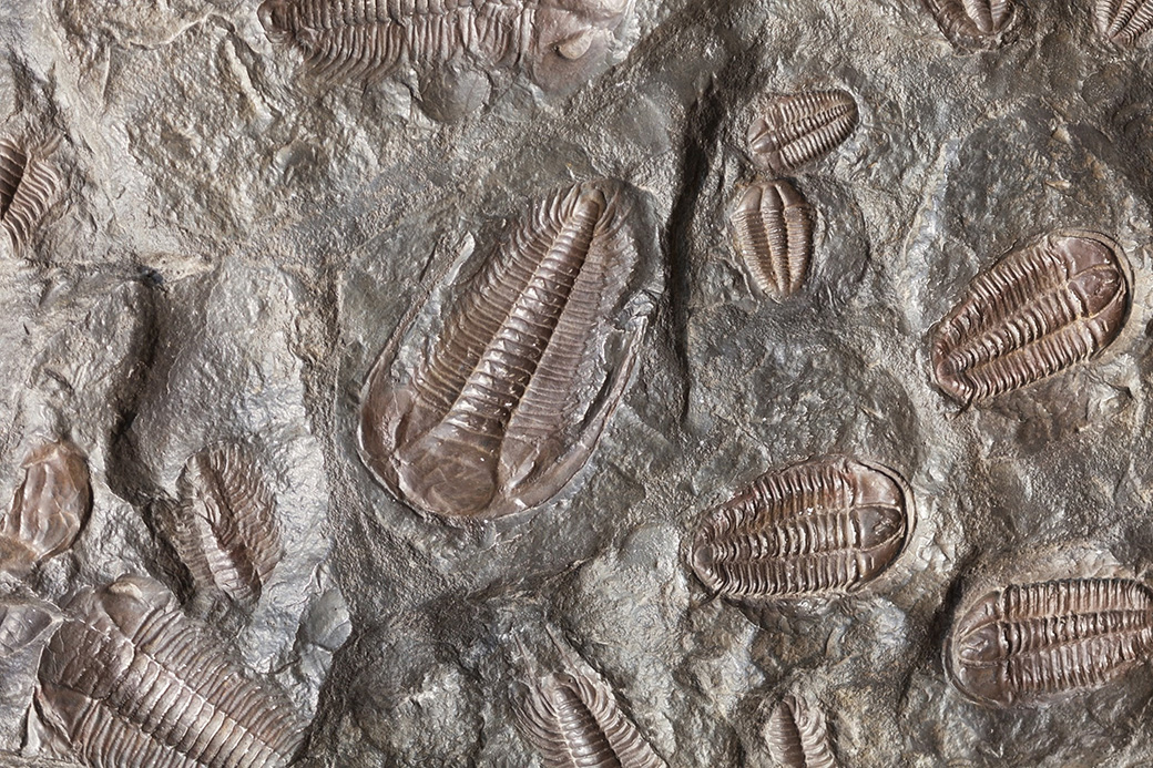 Trilobites within a sedimentary rock.