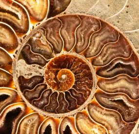 detail of inside of an ammonite fossil
